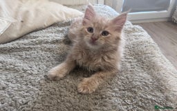 Maine Coon cats for sale: Beautiful full Maine Coon kittens ready now 😻 - Image 11
