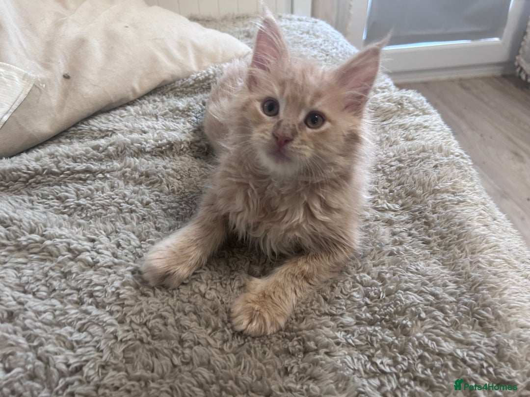 Maine Coon cats for sale: Beautiful full Maine Coon kittens ready now 😻 - Image 11