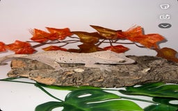 Gecko reptiles for sale: Altitude exotics confetti line female RTB - Image 3