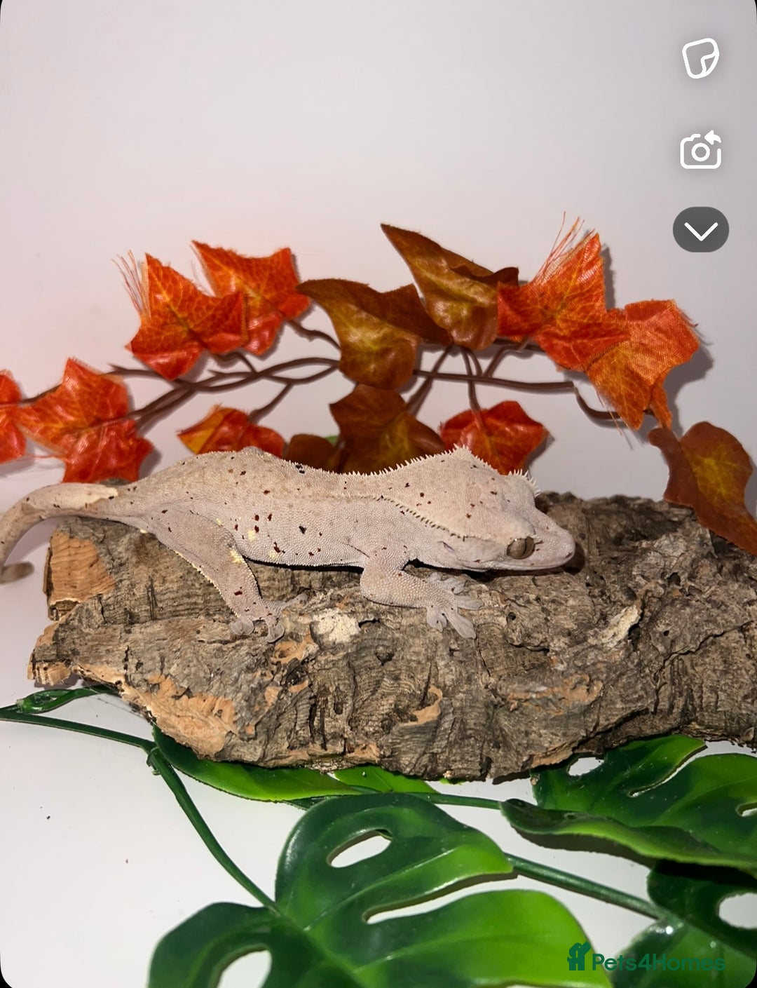 Gecko reptiles for sale: Altitude exotics confetti line female RTB - Image 3