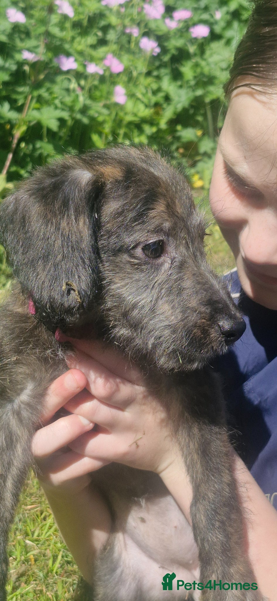 Mixed Breed dogs F1 Whippet Bedlington READY NOW 💫 3 left  - Advert 19