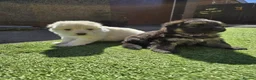 German Shepherd dogs for sale: This is a presale post for now  - Advert 4