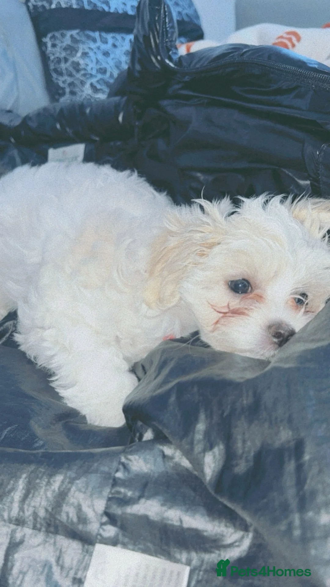 Mixed Breed dogs for sale: Bichon Maltese  - Advert 3
