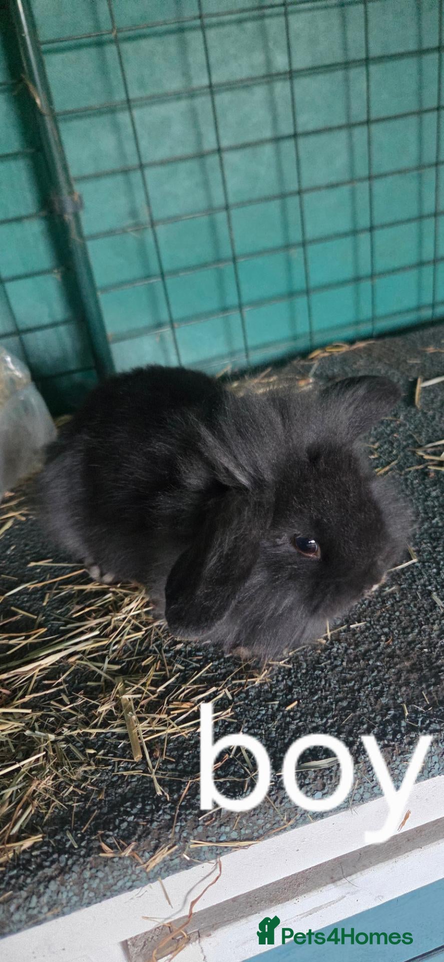 Mini Lop rabbits Mini lop one girl and one boy - Advert 10