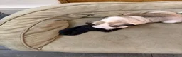 Pug dogs for sale: Amazing pug puppy’s  - Advert 6