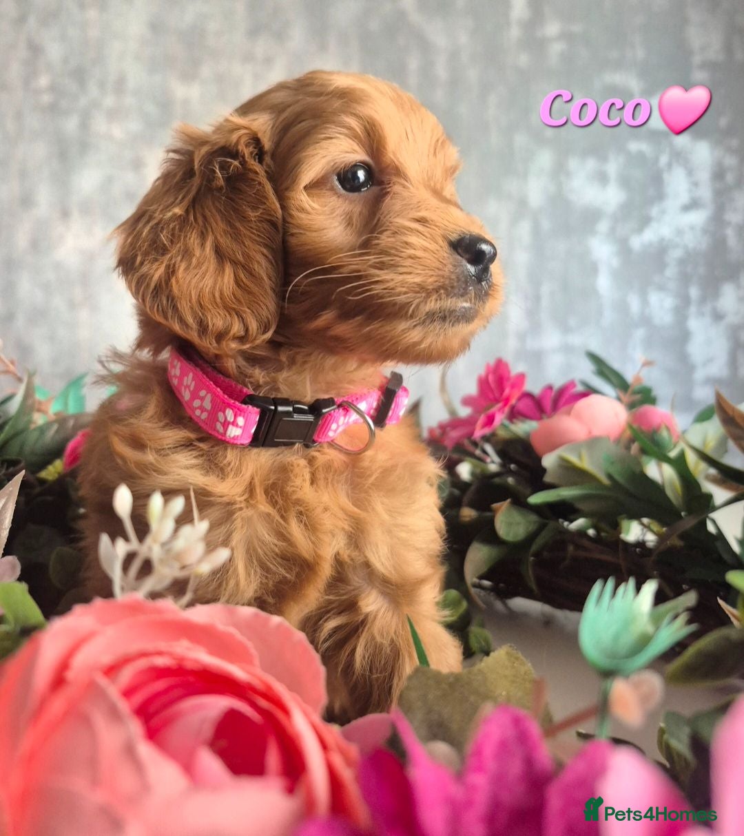 Cavapoo dogs F1B CAVAPOO PUPPIES EXTENSIVELY DNA HEALTH TESTED  - Advert 1