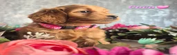 Cavapoo dogs for sale: F1B CAVAPOO PUPPIES EXTENSIVELY DNA HEALTH TESTED  - Advert 20