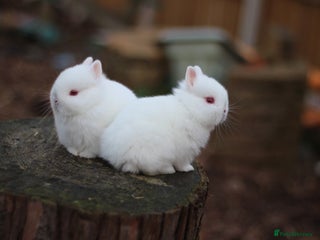 Netherland Dwarf rabbits Real Netherland Dwarf - Advert 10