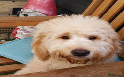 Cockapoo dogs for sale: Lovely 7 month old cockapoo - Advert 1