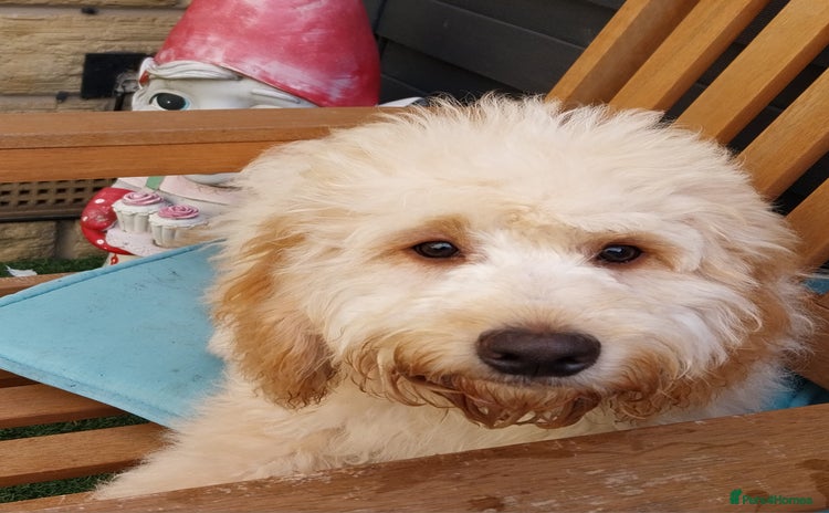 Cockapoo dogs Lovely 7 months - Advert 1