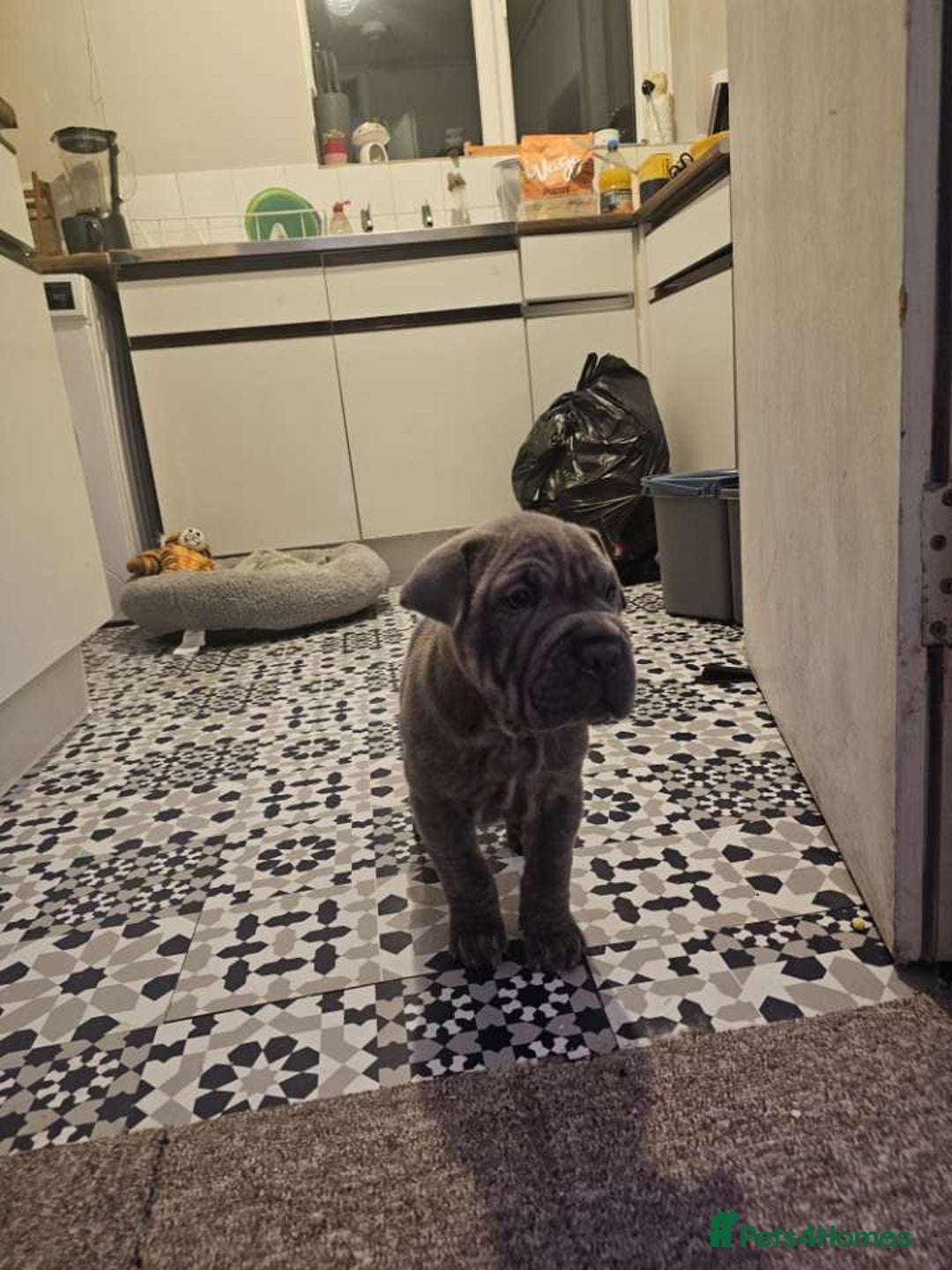 Mixed Breed dogs for sale: Cane corso x shar pei  - Image 3