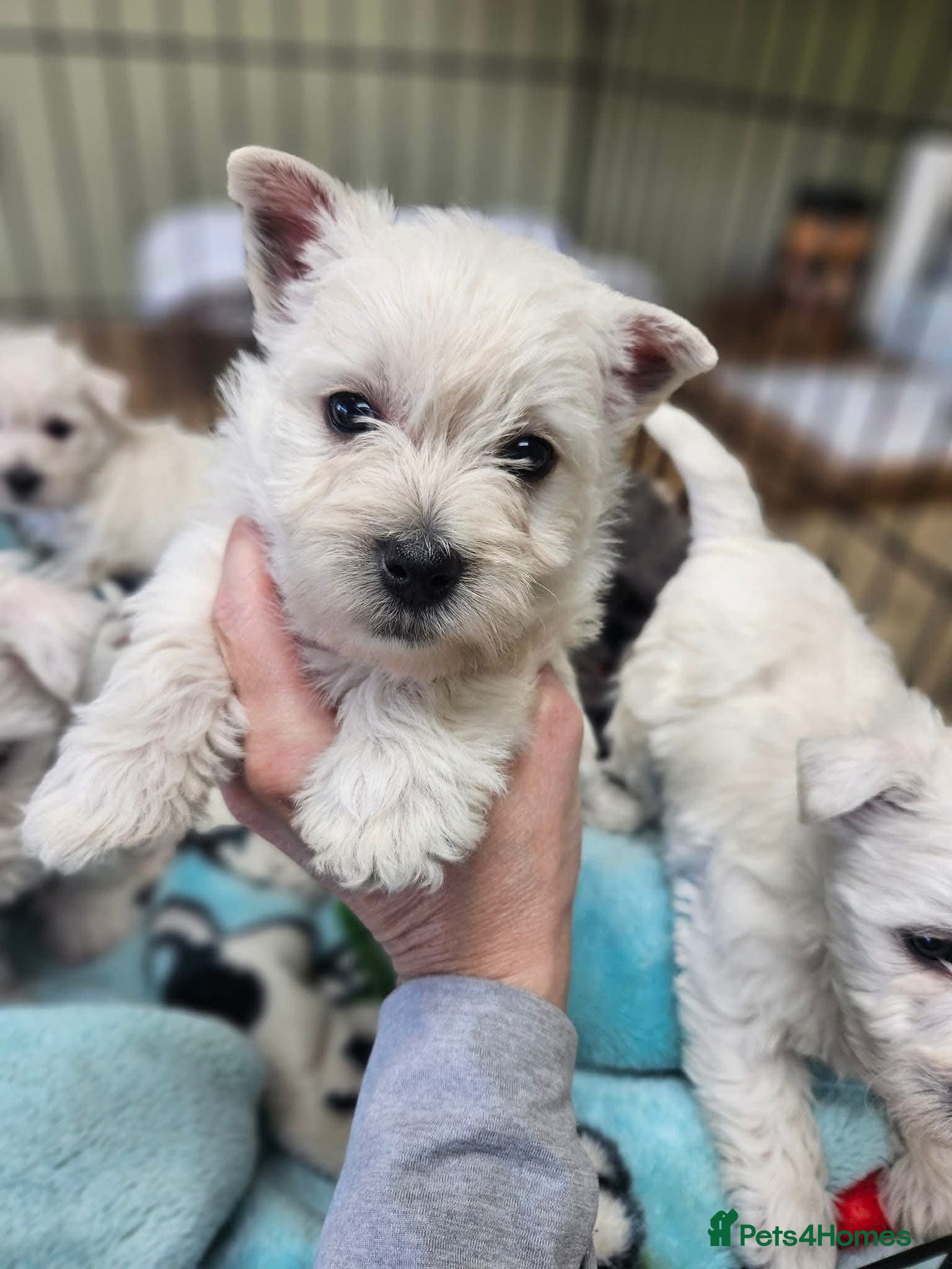 West Highland Terrier dogs for sale: KC REG AND AVAILABLE TO COLLECT in Bury - Advert 4