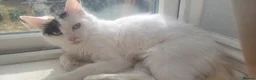 Mixed Breed cats for sale: Kitten ready now - Advert 9