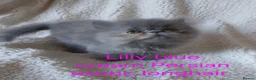 Exotic cats for sale: EXQUISITE GCCF PERSIAN EXOTIC BABIES - Advert 27