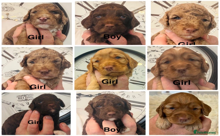 Cockapoo dogs - Advert 1