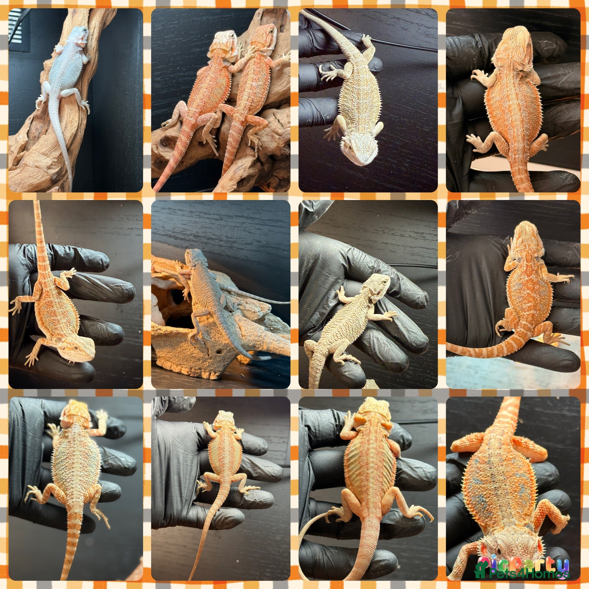 Bearded Dragon reptiles Baby bearded dragons hypos mixed  - Advert 14