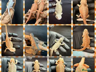 Bearded Dragon reptiles Baby bearded dragons hypos mixed - Advert 1