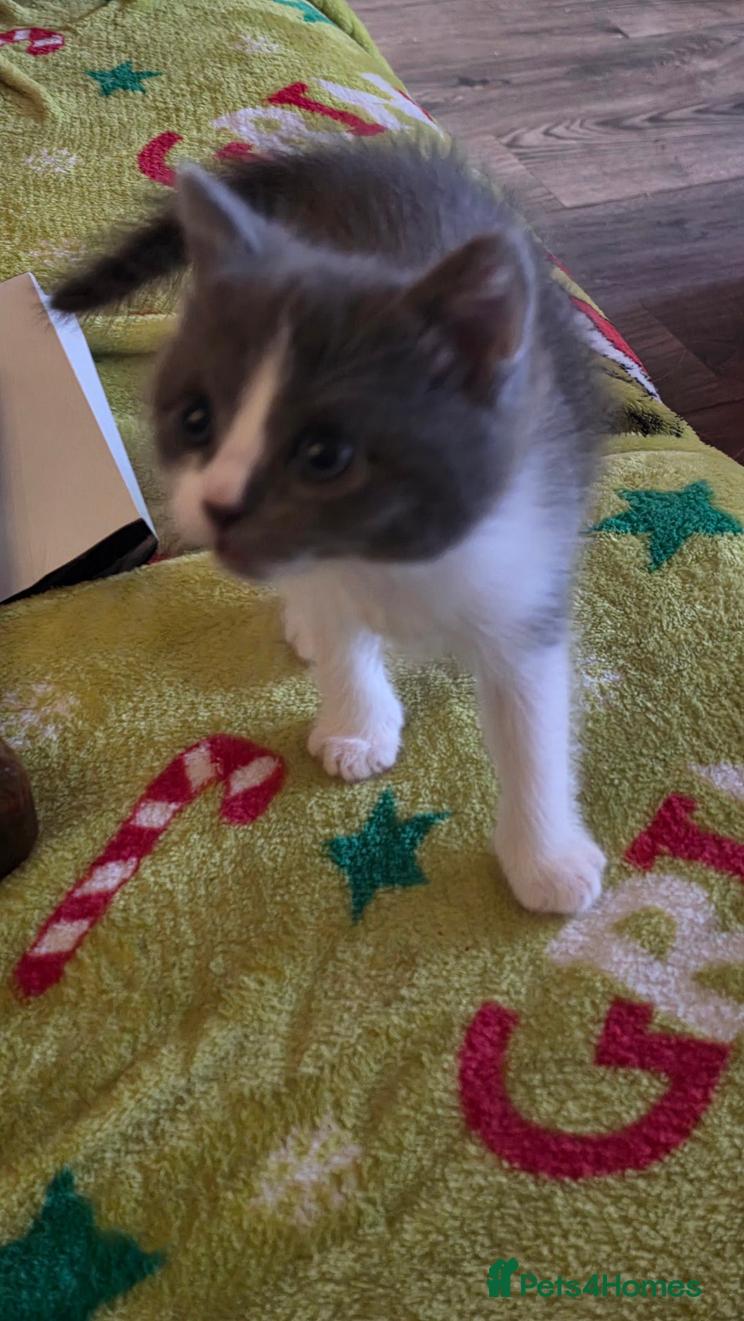 Ragdoll cats for sale: 3 beautiful ragdoll cross Persian kittens - Advert 8