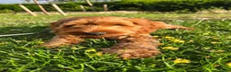 Cavapoo dogs for sale: Cavapoo  - Advert 7