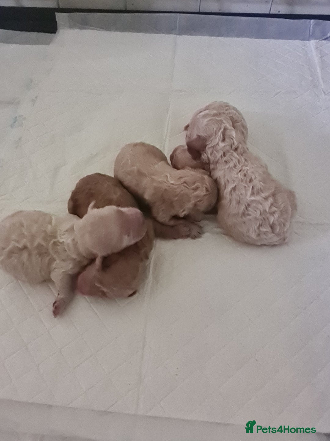 Cavapoo dogs for sale: 5 beautiful cavapoos for sale - Image 3