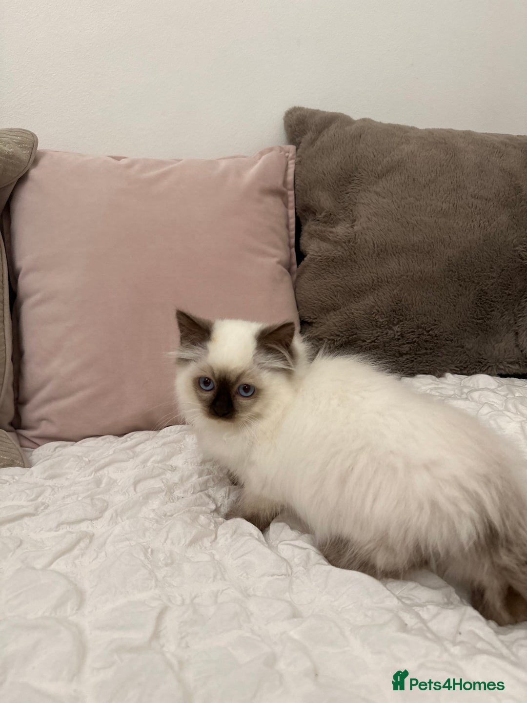 Ragdoll cats for sale: Gorgeous full pedigree ragdoll kittens - Advert 6