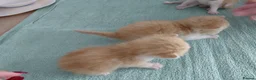 Mixed Breed cats for sale: 3 male and 2 female kittens - Advert 4