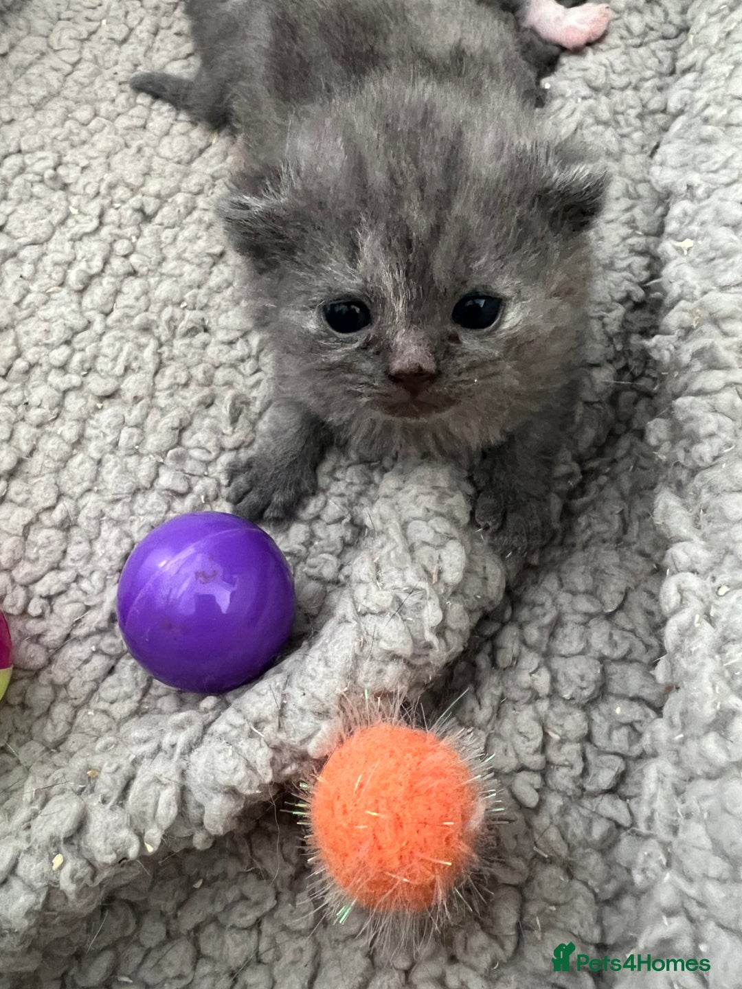 British Shorthair cats for sale: 2 Stunning British Shorthair Kittens  - Image 9