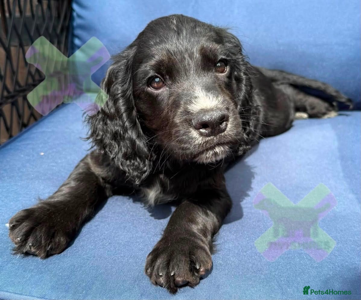 Cocker Spaniel dogs Kc cocker spaniels  17 DNA HEALTH TESTED  - Advert 2
