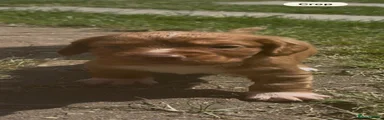 Cocker Spaniel 1