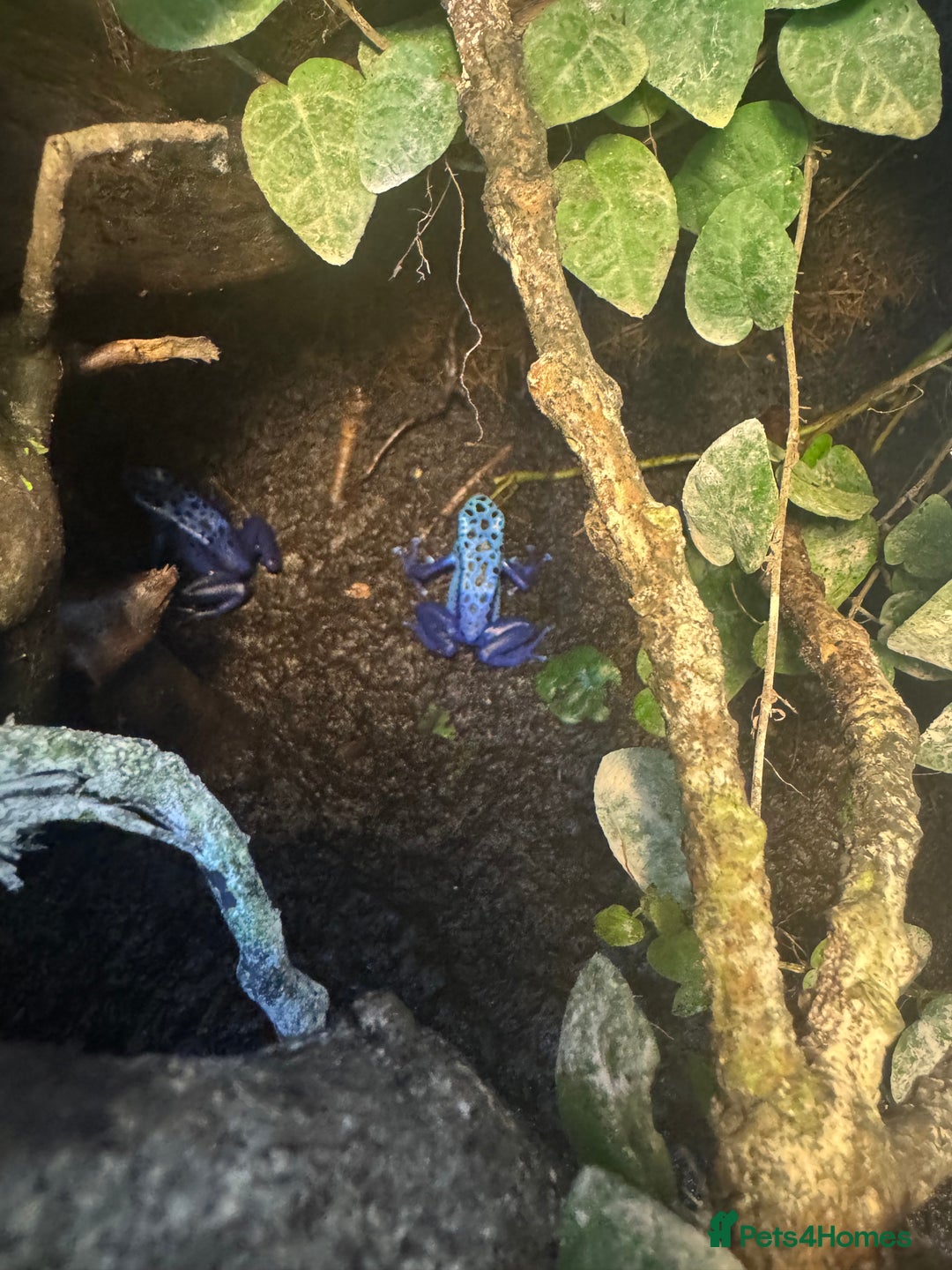 Frog reptiles for sale: 3 blue dart frogs - Image 5