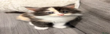 Maine Coon Kitten 2
