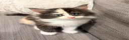 Maine Coon cats for sale: Mainecoon  - Advert 3