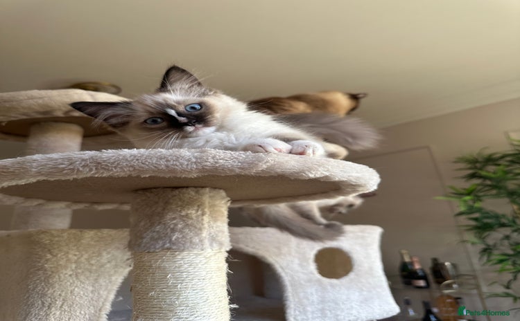 Ragdoll cats GCCF reg parents , pure breed ragdoll kittens 🤍 - Advert 5