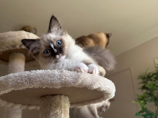 Ragdoll cats GCCF reg parents , pure breed ragdoll kittens 🤍 - Advert 18