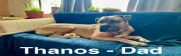 Cane Corso dogs for sale: Cane Corso pups for sale - Advert 10