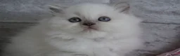 Scottish Fold cats for sale: 👑Beautiful Scottish Straight👑 - Advert 3