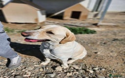 Labrador Retriever dogs for adoption: STORM !  - Image 9