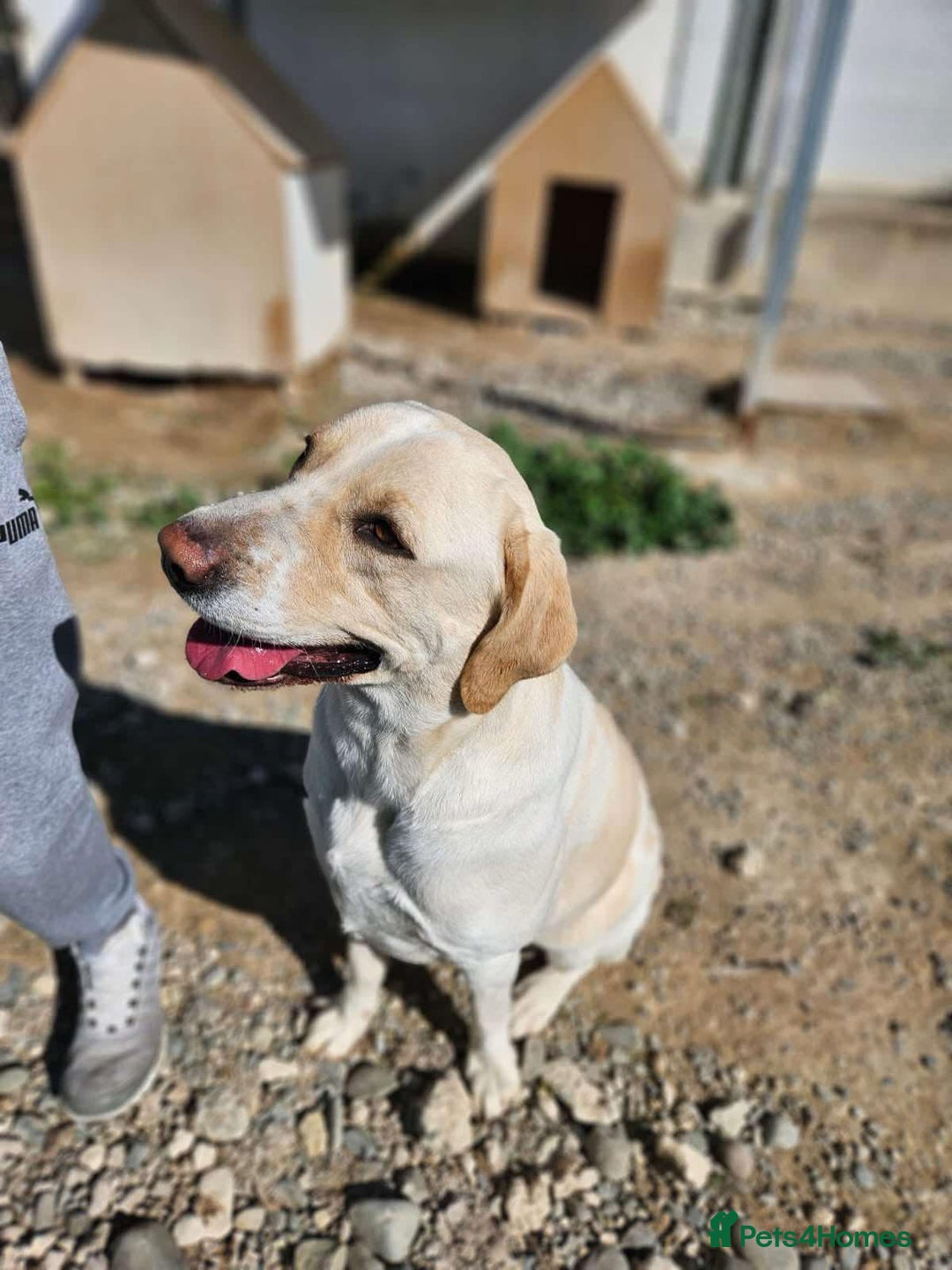 Labrador Retriever dogs for adoption: STORM !  - Image 9