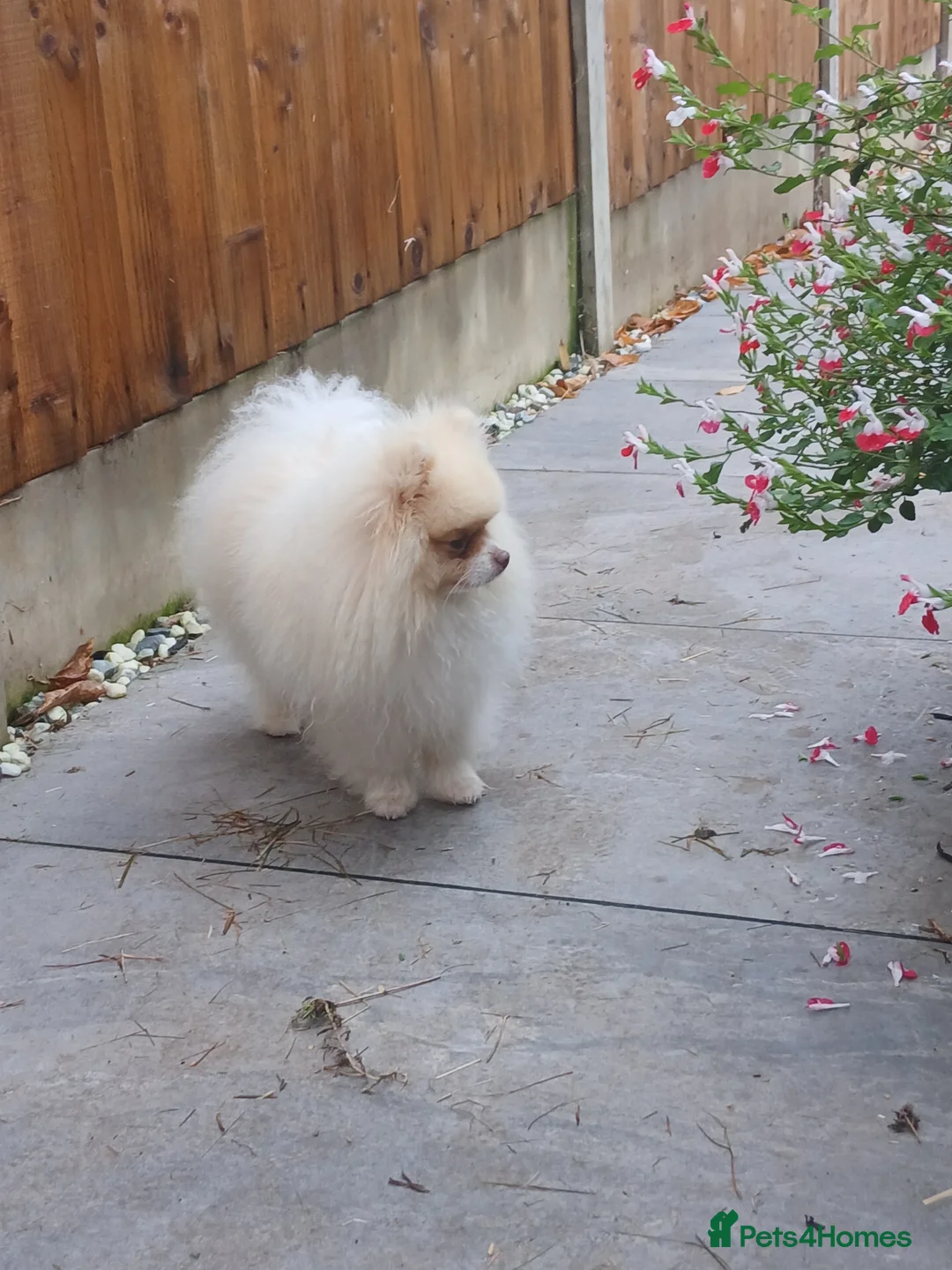Pomeranian dogs for sale: KC Registered PEDIGREE Pomeranian  - Advert 7