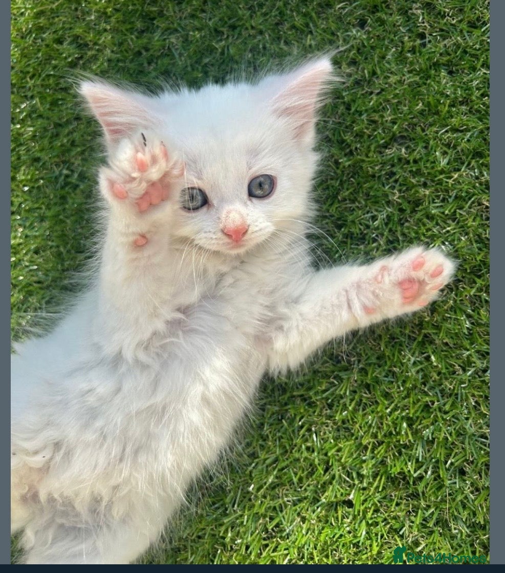 Mixed Breed cats for sale: Beautiful white fluffy female kitten! 🐱  - Advert 5