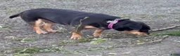 Mixed Breed dogs for adoption: Luna ✨ - Advert 5