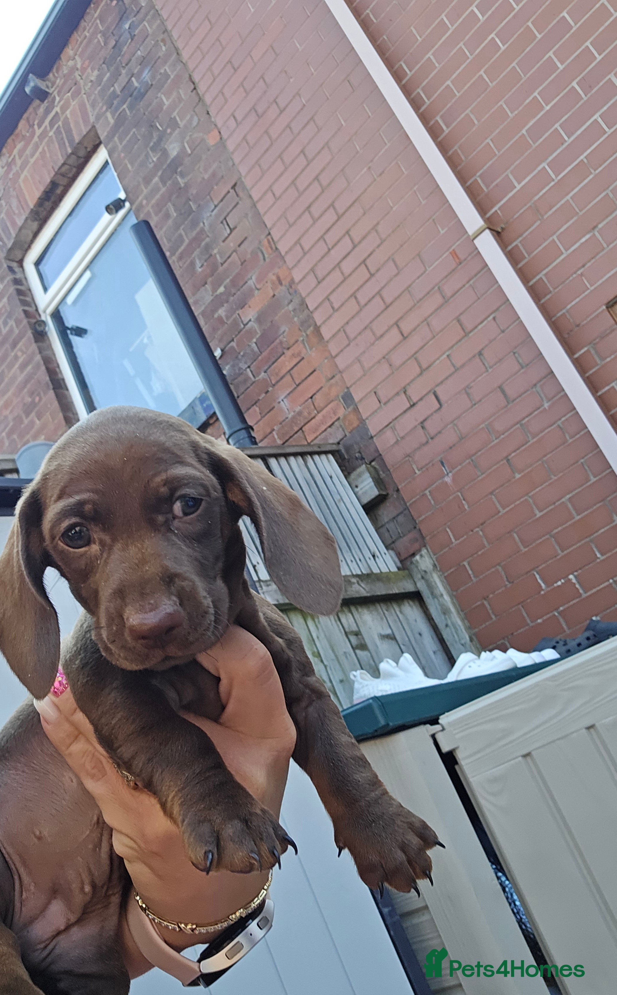 Dachshund dogs 4 extra mini daschunds looking for there new home  - Advert 2