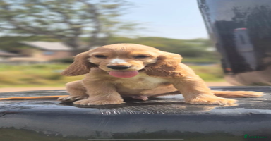 Cocker Spaniel dogs - Advert 3