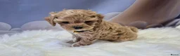 Maltipoo dogs for sale: Stunning Toy Asian & Korean F1 Maltipoo Apricot - Advert 9