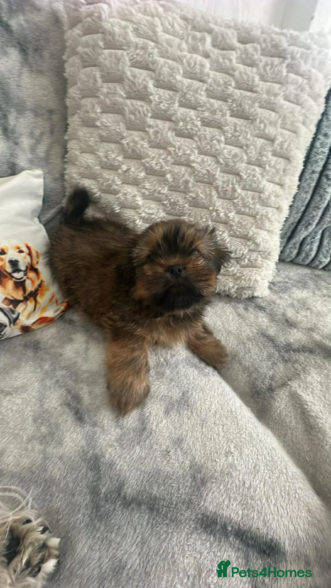 Shih Tzu dogs for sale: Puppy’s Shih Tzu  - Advert 2