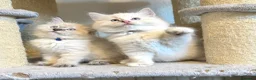 Ragdoll cats for sale: 1 Girl & 2 Boys - TICA Registered - Cuddly, Gentle - Advert 25