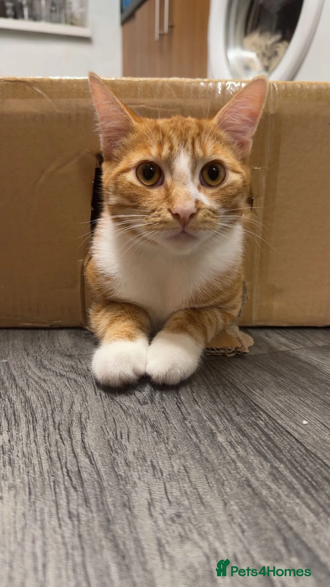 Mixed Breed cats for sale: 3 Cats for sale 2 male 1 female 1 year and under - Advert 7