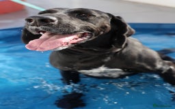Mixed Breed dogs for adoption: Adorable Angus - Image 2