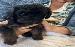 Yorkiepoo dogs for sale: YORKIPOO Yorkshire terrier and toy poodle mix - Image 3