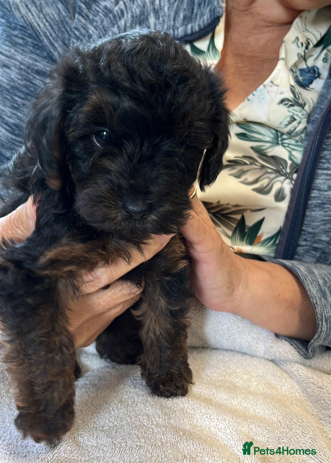 Yorkiepoo dogs for sale: YORKIPOO Yorkshire terrier and toy poodle mix - Image 3